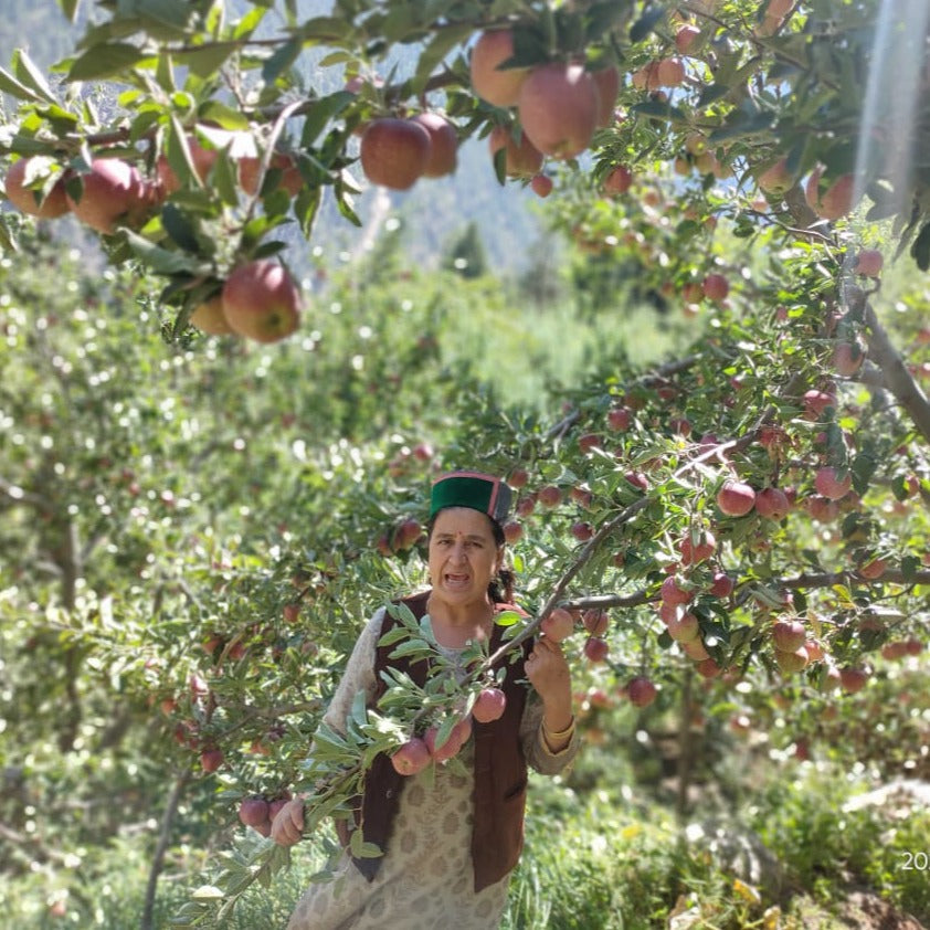 Unwaxed Kinnaur Apple [Green]