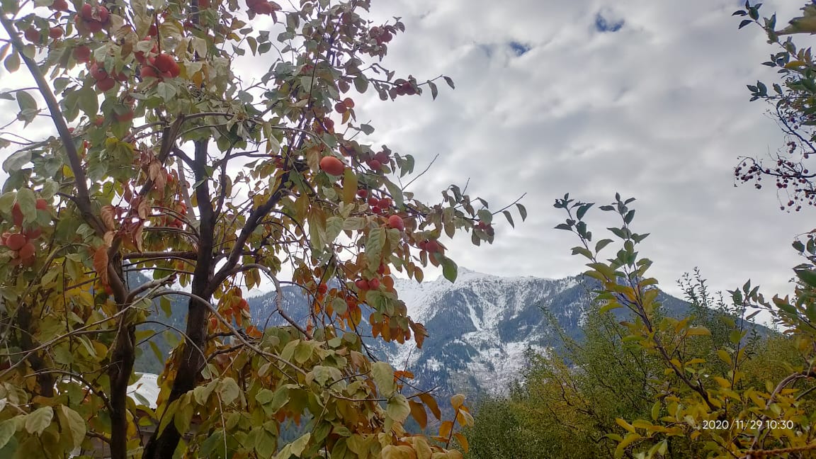 Kinnaur Persimmon