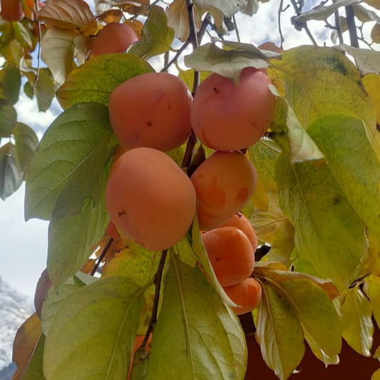 Kinnaur Persimmon